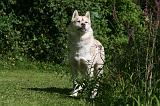SIBERIAN HUSKY 944